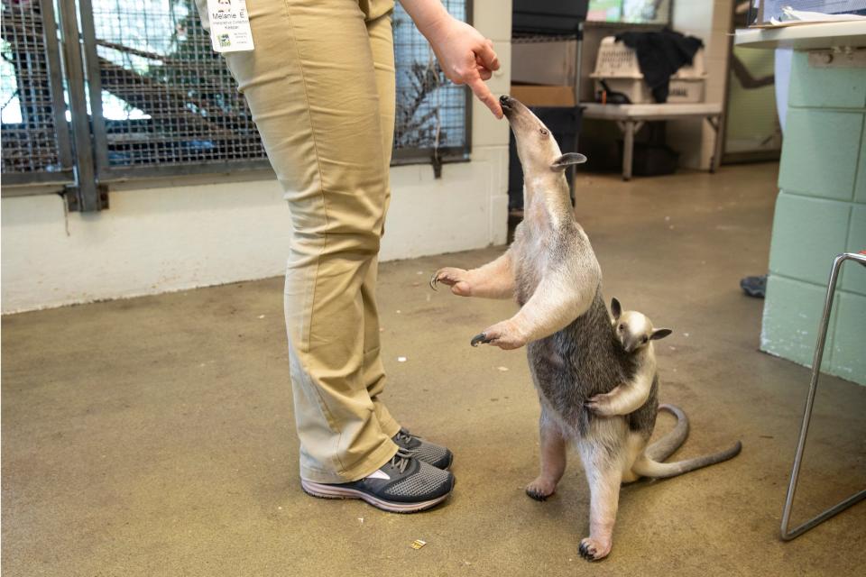 Melanie Evans does an enrichment activity with Isla, a tamandua, as her baby, Mani, hangs on her back in the Cincinnati Zoo & Botanical Garden's animal ambassador center.