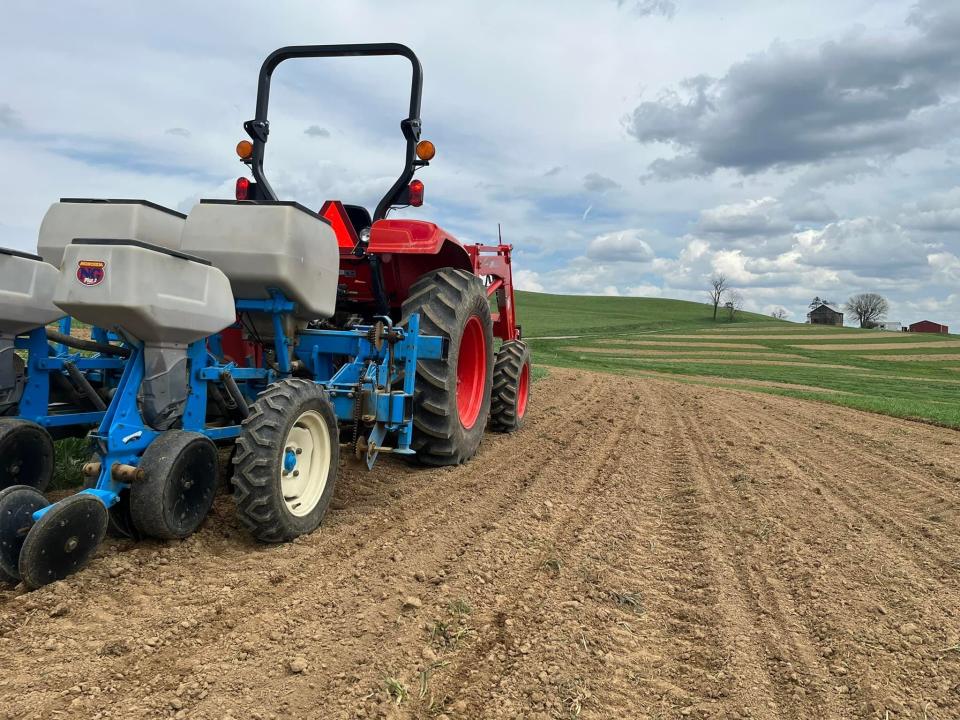 Strip farming is used for planting corn in more than 100 fields.