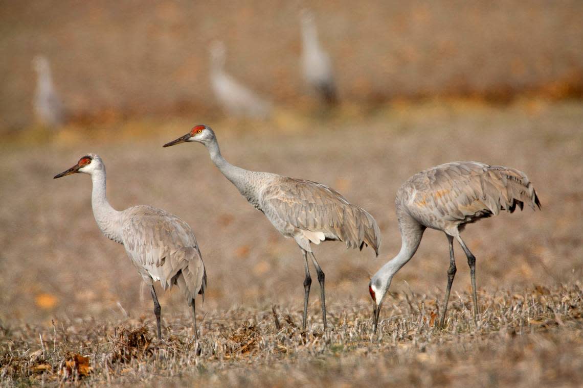 In this Feb. 6, 2015, photo, sandhill cranes feed in the farm fields. The bird will be found around Kansas this fall and winter. (AP Photo/David Stephenson)