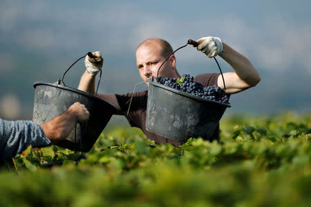 FILE PHOTO:Grape pickers fill boxes with grapes at a vineyard during the traditional Champagne wine harvest in Ay, France, September 22, 2016. REUTERS/Benoit Tessier/File Photo