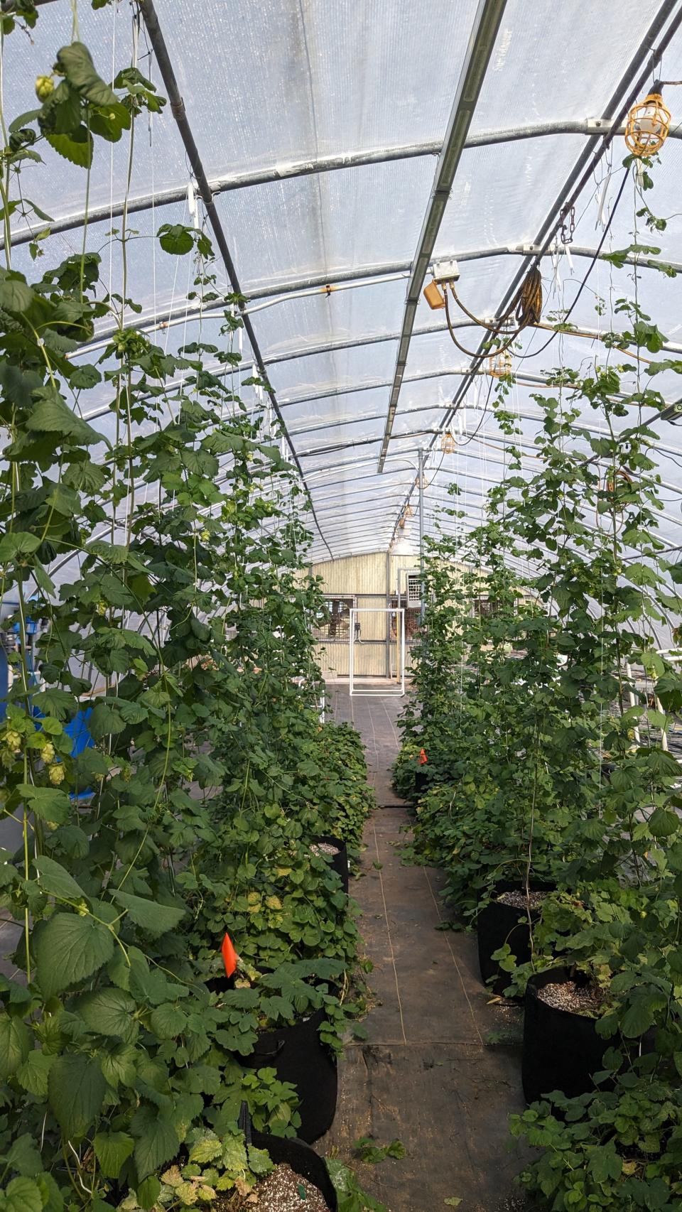 Thompson-Witrick’s hops reach for the ceiling within a UF/IFAS greenhouse in Apopka.