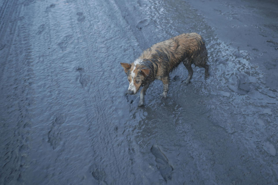 In this Jan. 13, 2020, photo, a dog walks along ash fall covered road as Taal Volcano continues to spew ash in Tagaytay, Cavite province, south of Manila, Philippines. (AP Photo/Aaron Favila)