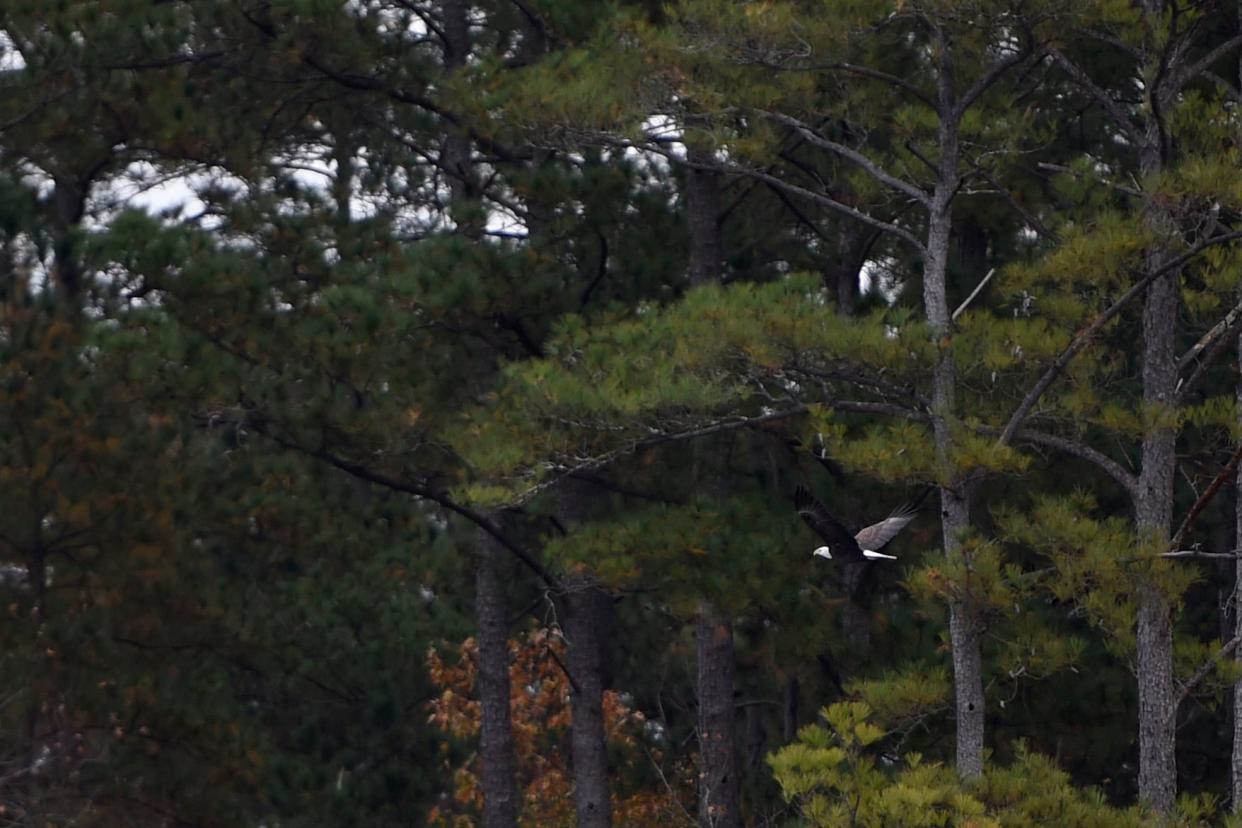 FILE - A bald eagle flies past the trees at Thurmond Lake on Thursday, Dec. 9, 2021.