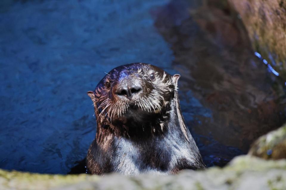 An otter looks curiously at visitors inside the sea otter habitat at the Aquarium of the Pacific in Long Beach.