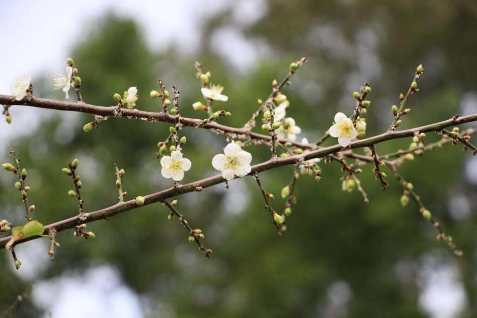 比調色盤更美！5大北台灣落羽松打卡景點，相機準備好