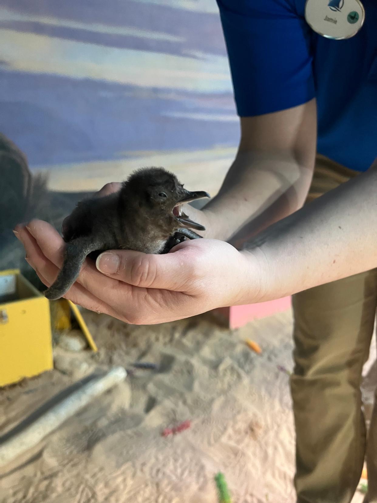 You can help name Adventure Aquarium's newest hatchling.