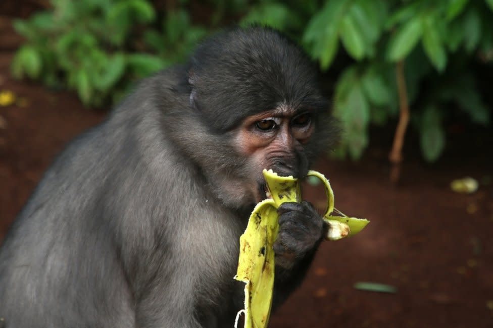 A monkey near the sacred forest of Gbeupleu, in the town of Man, Ivory Coast. The sacred forest of Gbepleu is home to Campbell's monkeys, a species considered sacred and thought to be the descendants of humans who transformed into primates to escape colonisers, according to legends. These sacred monkeys along with the sacred forest contribute to ecotourism in the city of Man and although visiting the wooded sanctuary where these monkeys live is strictly prohibited, tourists can stop along the roadside of the sanctuary to see them.