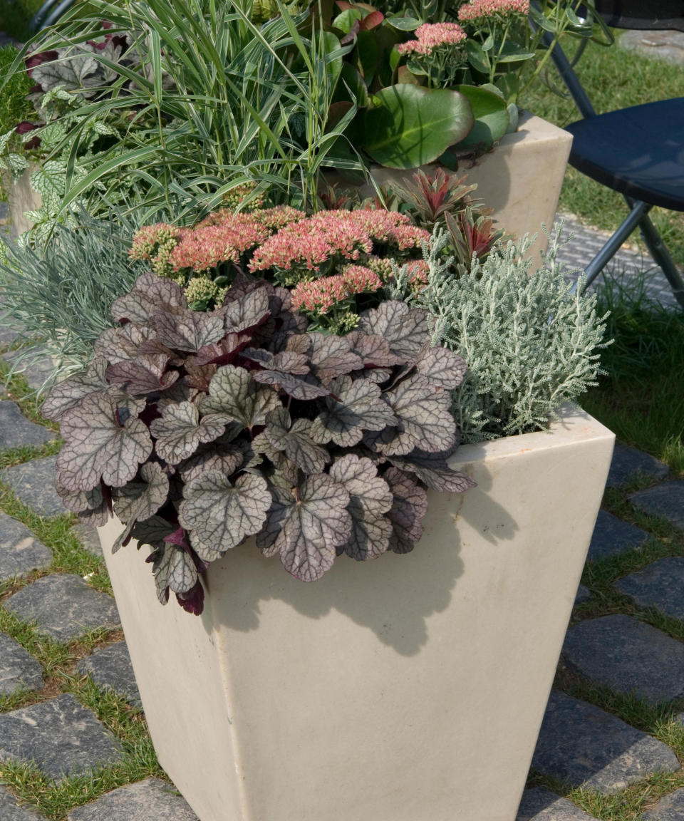 fall planter with Heuchera Santolina Sedum Grasses Fern Bergenia