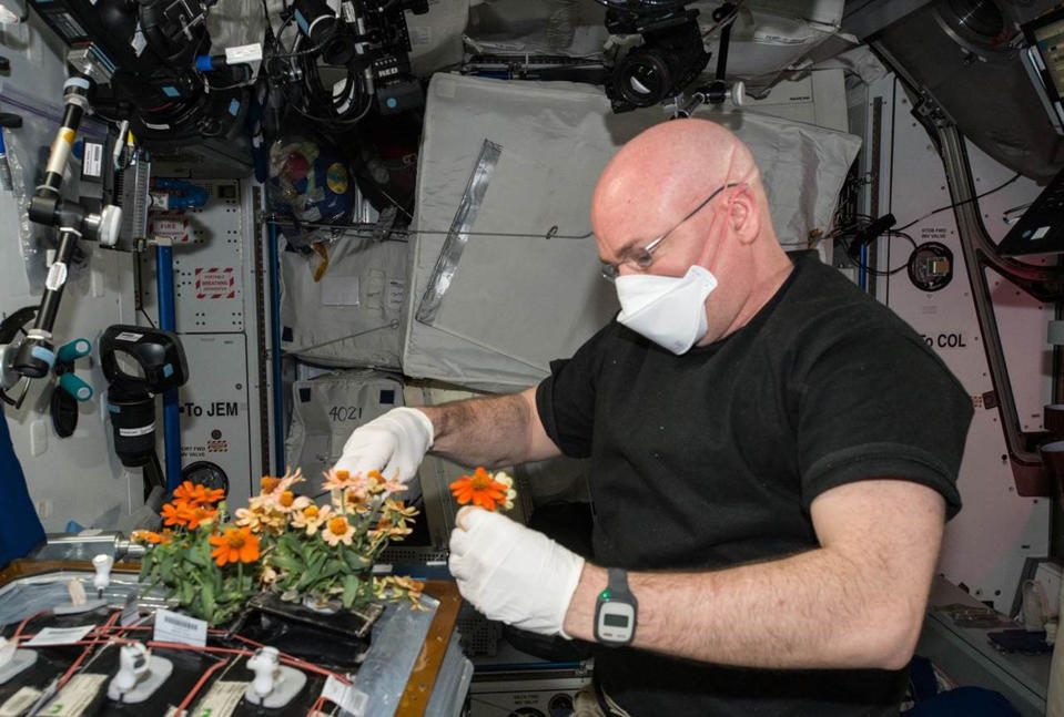 Kelly tends to the flowers on the International Space Station. (NASA)