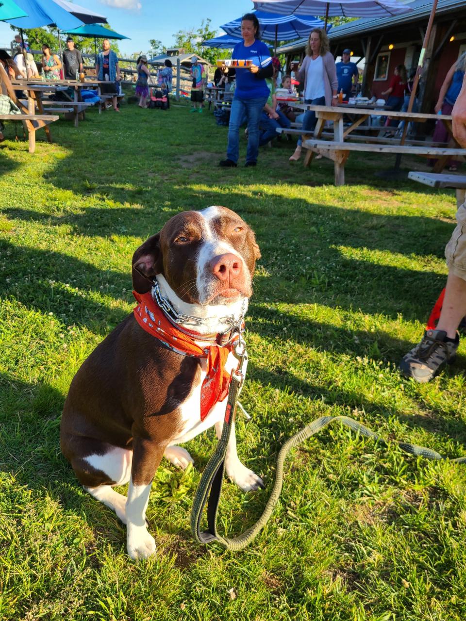 Sasha at the Red Apple Farm in Phillipston during the off-season. The farm will host its second annual Puppy Bowl dog event on Sunday, Feb. 11.