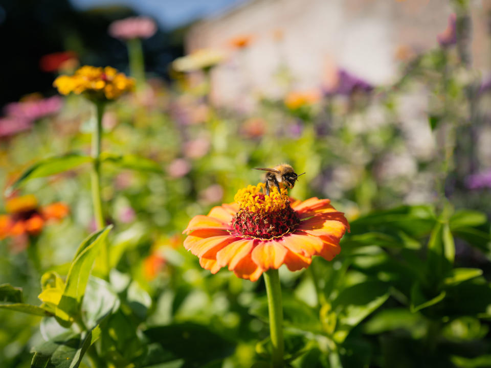 orange zinnia with bee