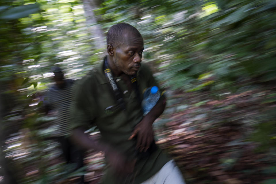 Park rangers run from an approaching elephant in Gabon's Pongara National Park forest, on March 9, 2020. Gabon holds about 95,000 African forest elephants, according to results of a survey by the Wildlife Conservation Society and the National Agency for National Parks of Gabon, using DNA extracted from dung. Previous estimates put the population at between 50,000 and 60,000 or about 60% of remaining African forest elephants. (AP Photo/Jerome Delay)