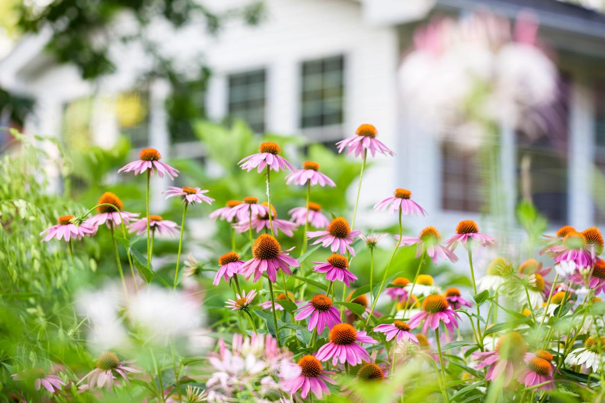 Purple coneflowers are reliable perennials that add vibrant color to the garden and draw birds and butterflies.