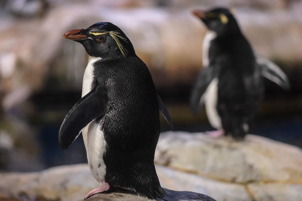 4) Southern Rockhopper Penguin