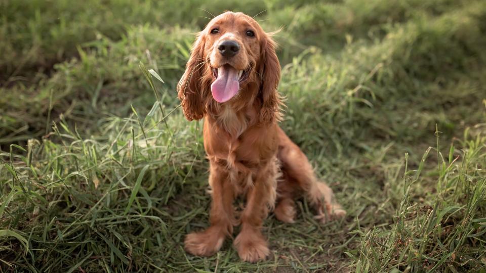 English Cocker Spaniel sitting on the grass