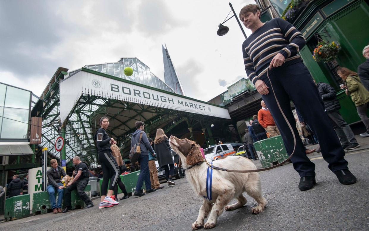 Kai, a three-year-old springer spaniel puppy who is part of the Met Police’s Explosive Detection Dog Team, will receive the PDSA order of merit at a ceremony later this year - © JULIAN SIMMONDS