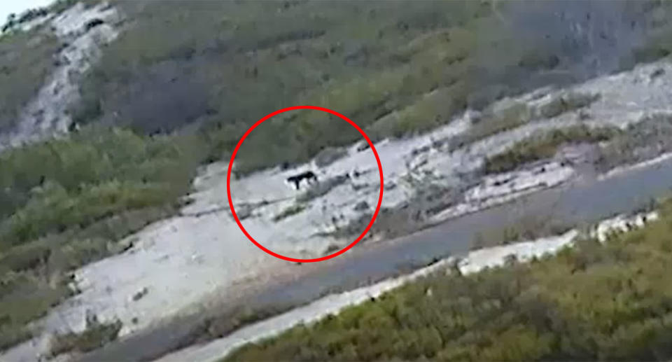 A Western Australia couple captured a large cat walking through the scrub. Source: Chris Lewis / ABC