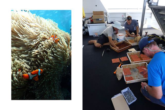 <p>Courtesy of Wavelength Reef Cruises</p> From left: Clown fish swim among sea anemones; the Wavelength 4 crew puts larvae into settlement tiles, which help them track reef reproduction.