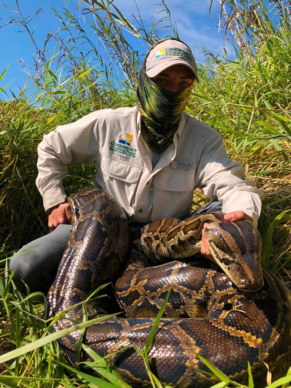 Like iguanas, Burmese pythons also need to sun themselves to warm up when temperatures drop below the 50s, making them easier to spot by hunters.