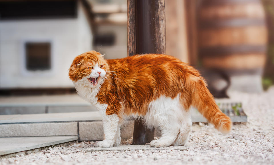 Angry-looking hissing cat looking at something behind it