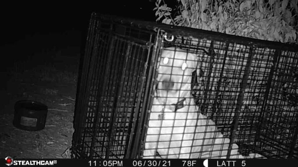 Surveillance footage shows Roger, a dog who was missing in Boise for nearly two months, when he was finally captured by Ladies and the Trap.