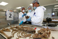 Forensic doctors examine the bones of an unidentified victim which is analyzed in the lab of the Attorney-General's office in Bogota, Colombia, May 5, 2017. REUTERS/Inaldo Perez