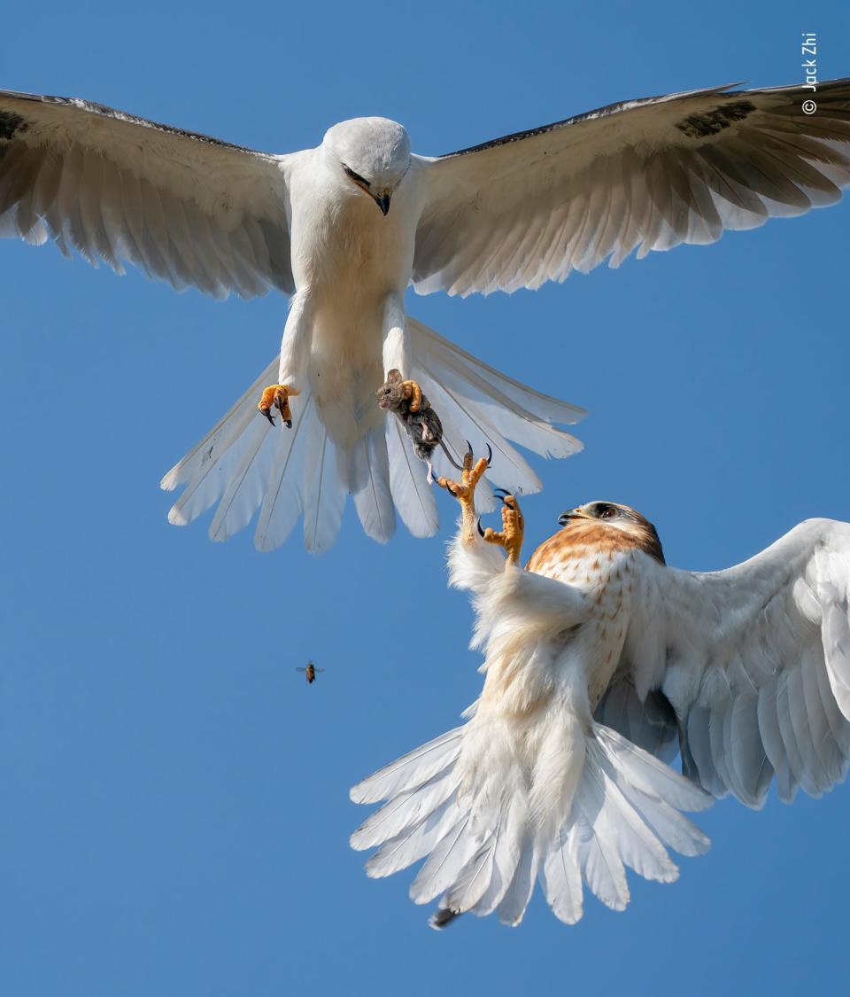 white bird with wings extended mid-air holds mouse in claw while smaller bird with brown speckles reaches claws up to take the mouse