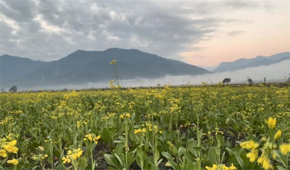 花東縱谷百花盛開 關山5色水稻春遊新景點