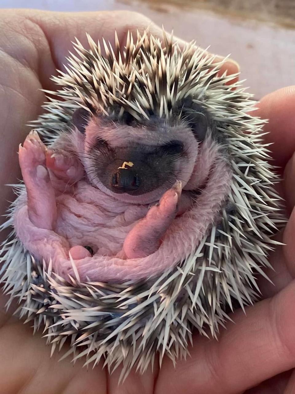 Baby hedgehog at the Keys animal farm.