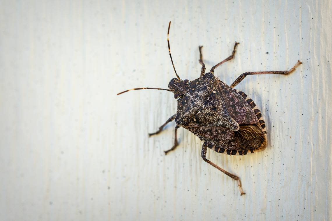 A brown stink bug clings to outdoor siding in the autumn sunlight.