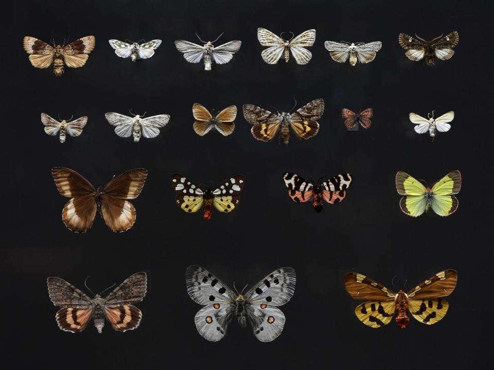 various extinct butterflies different colors patterns sizes displayed against a black background