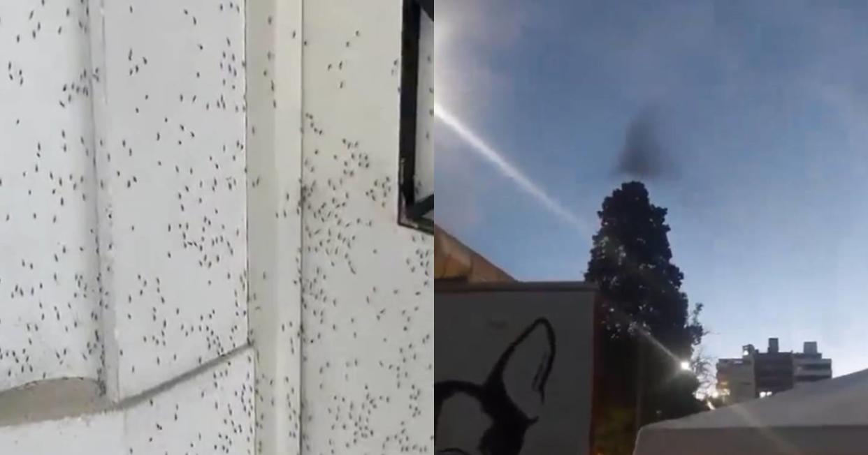 Una ciudad amaneció invadida por nubes de mosquitos y puede ser algo muy peligroso. Foto: Captura de video X via @porqueTTarg