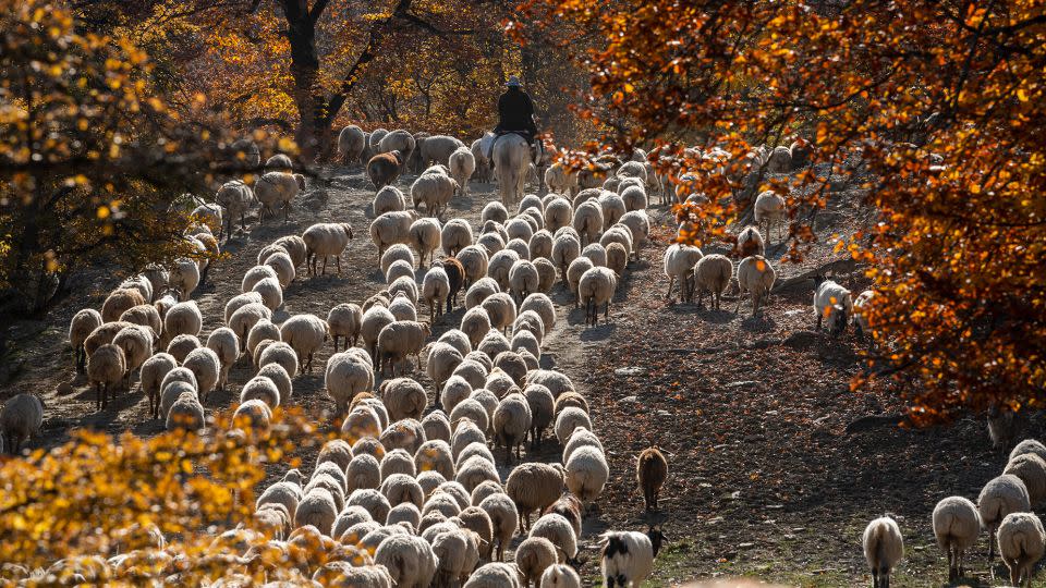 Azerbaijan carpets are primarily made from sheep's wool. - Emil Khalilov/Azerbaijan Brand Center