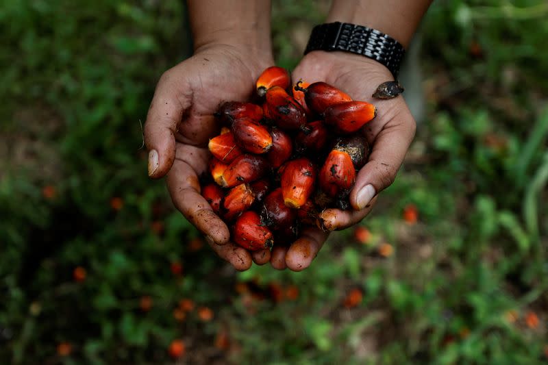 A worker shows palm oil fresh fruit bunches during harvest at a plantation, as Indonesia announced a ban on palm oil exports effective this week in Kampar regency, Riau province