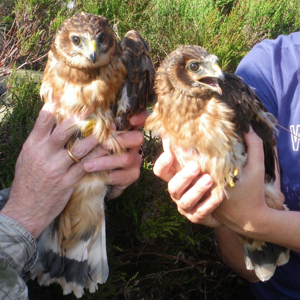 RSPB embarrassed after rare bird it suggested had been illegally dispatched is found alive and well