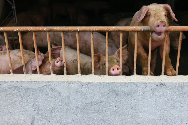 Pigs are seen on a pig farm in Pingtung