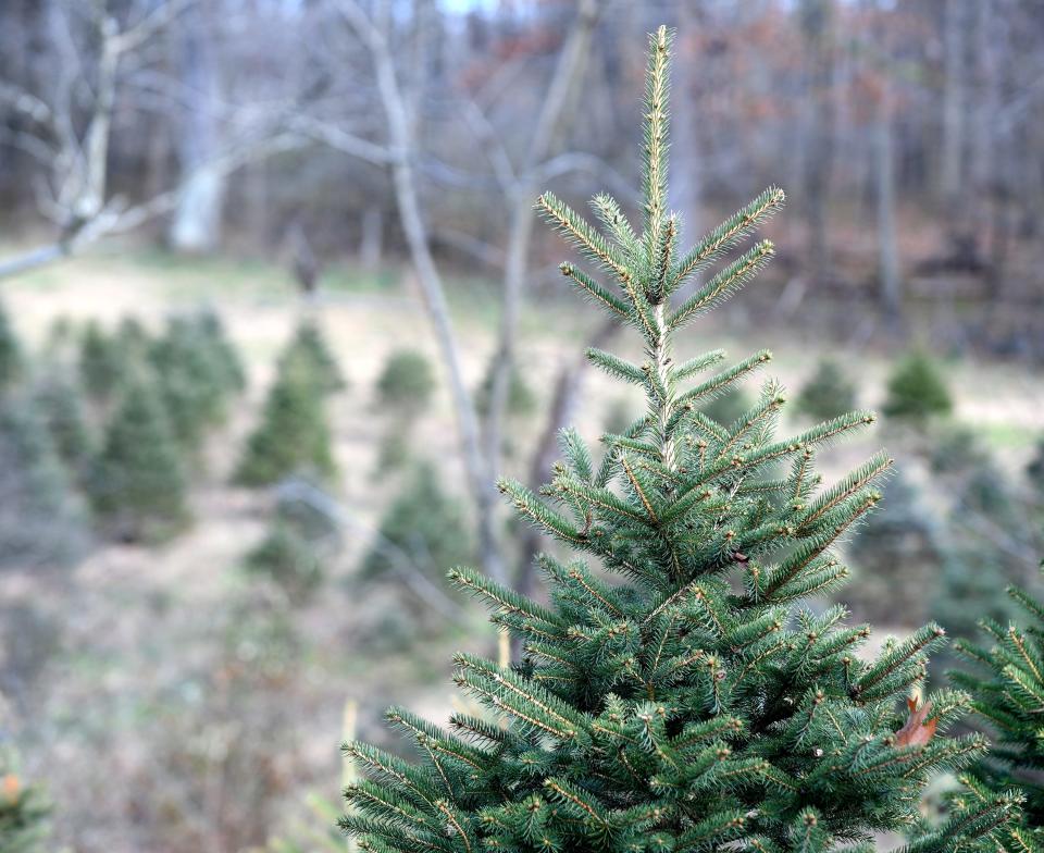 Windy Hill Tree Farm in Tuscarawas Township.  Monday, November 22, 2021.