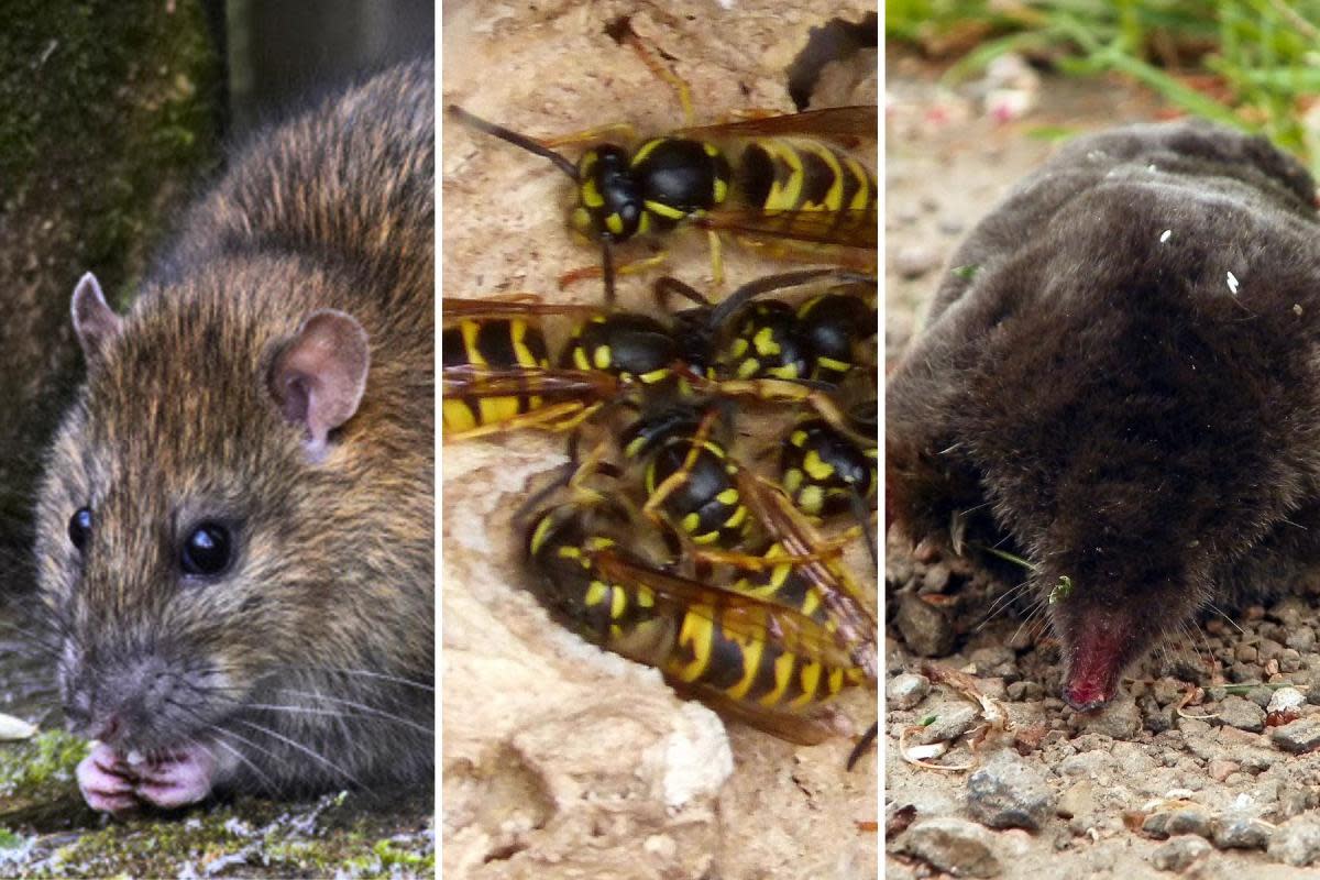 Rodents, wasps and moles are the most common reasons for pest control callouts in Herefordshire <i>(Image: Geograph / Flickr, CC licensed)</i>
