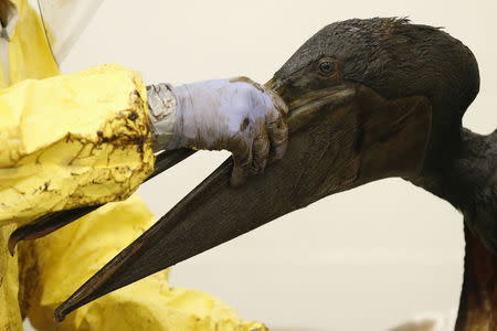 Staff and volunteers work to clean oil off a brown pelican at the International Bird Rescue center in San Pedro, Los Angeles, California, United States, May 22, 2015. REUTERS/Lucy Nicholson