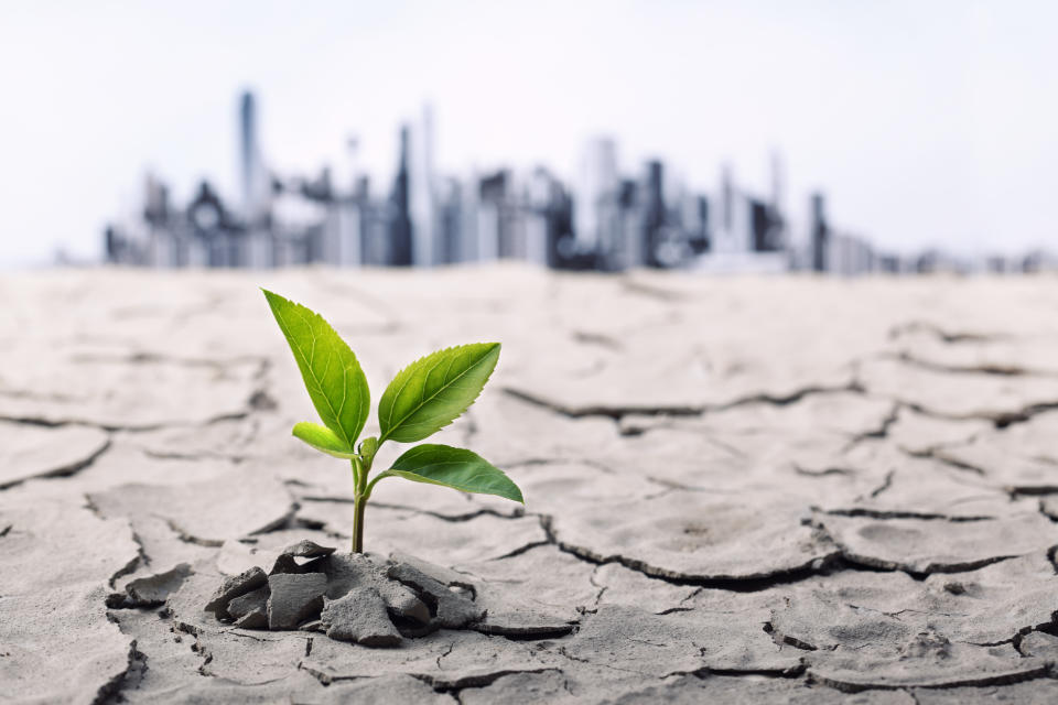 Little plant in dried cracked mud against a background of city skyline.