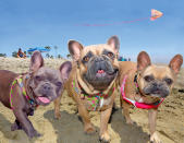 <p>Lilo, Walle and Eva, French bulldogs, Rosie’s Dog Beach, Long Beach, Calif. (Photograph by Lara Jo Regan) </p>