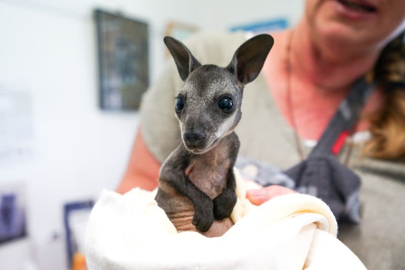 An orphaned swamp wallaby joey which was affected by bushfires, and which is now in the care of wildlife carer Erika Page, is seen in Milton