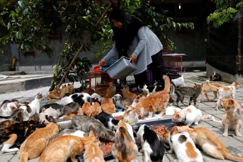 Dita Agusta, 45, owner of a cat shelter called "Rumah Kucing Parung", feeds her cats in Bogor