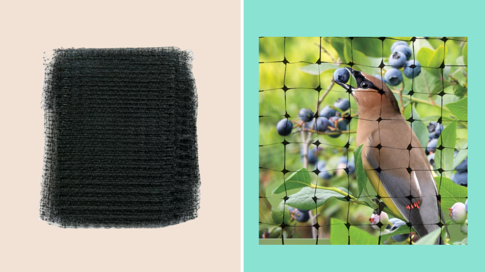 Tiffani Thiessen's picks: Sta Green Netting