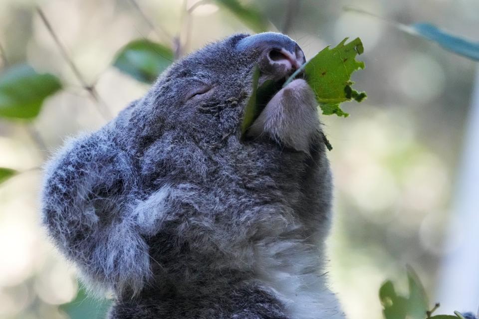 A koala eats gum leaves at a koala park in Sydney, Australia, Friday, May 5, 2023. Australian scientists have begun vaccinating wild koalas against chlamydia in a pioneering field trial in New South Wales. The aim is to test a method for protecting the beloved marsupials against a widespread disease that causes blindness, infertility and death. (AP Photo/Mark Baker)