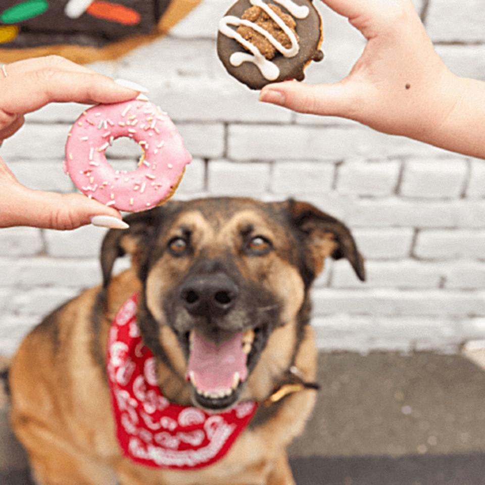 This promotional image from Krispy Kreme shows a dog staring intently at a pair of Doggie Donuts.