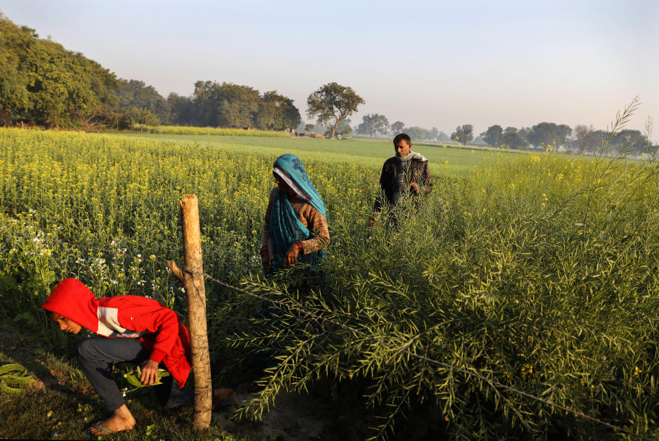 Indian farmer Ram Singh Patel, right, arrives with his wife Kantee Devi, center, and son Shivansh to work in their field in Fatehpur district, 180 kilometers (112 miles) south of Lucknow, India, Saturday, Dec. 19, 2020. Patel's day starts at 6 in the morning, when he walks into his farmland tucked next to a railway line. For hours he toils on the farm, where he grows chili peppers, onions, garlic, tomatoes and papayas. Sometimes his wife, two sons and two daughters join him to lend a helping hand or have lunch with him. (AP Photo/Rajesh Kumar Singh)