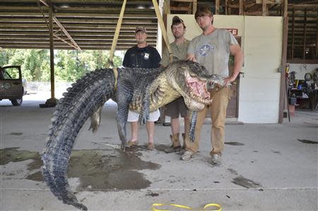 Mississippi Department of Wildlife, Fisheries and Parks photo shows Cole Landers (L), Dustin Bockman (C), and Ryan Bockman (brother of Dustin) pictured with their record setting alligator weighing 727 pounds (330 kg), and measuring 13 feet (3.96 m) taken in Vicksburg, Mississippi on September 1, 2013 and released on September 3, 2013. REUTERS/Ricky Flynt/Mississippi Department of Wildlife, Fisheries and Parks/Handout