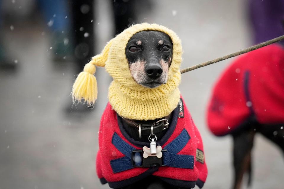 A dog wearing a warm hat arrives in wintry weather for the first day of Crufts 2023 at the NEC Arena (Getty Images)