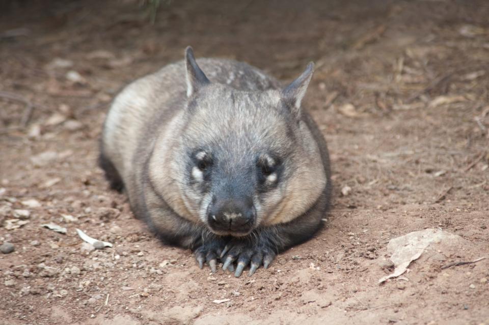 Wombat